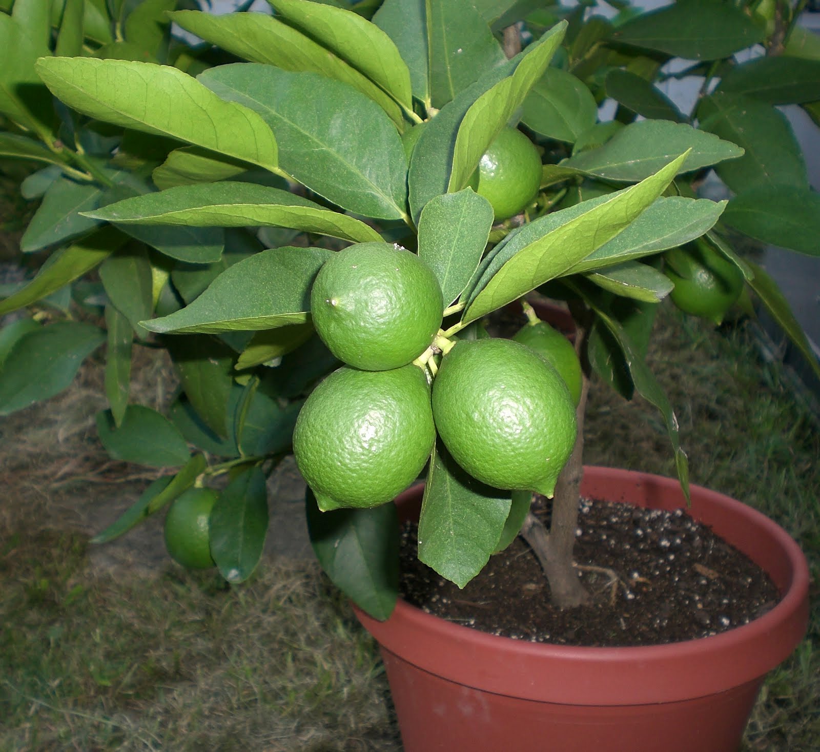 Цитрус (комнатное растение) лайм Рангпур
