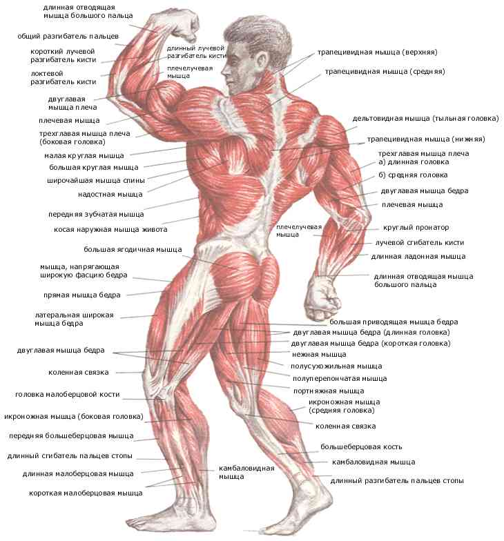 Мышцы картинка с названием