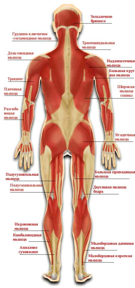 Анатомия костно мышечной системы