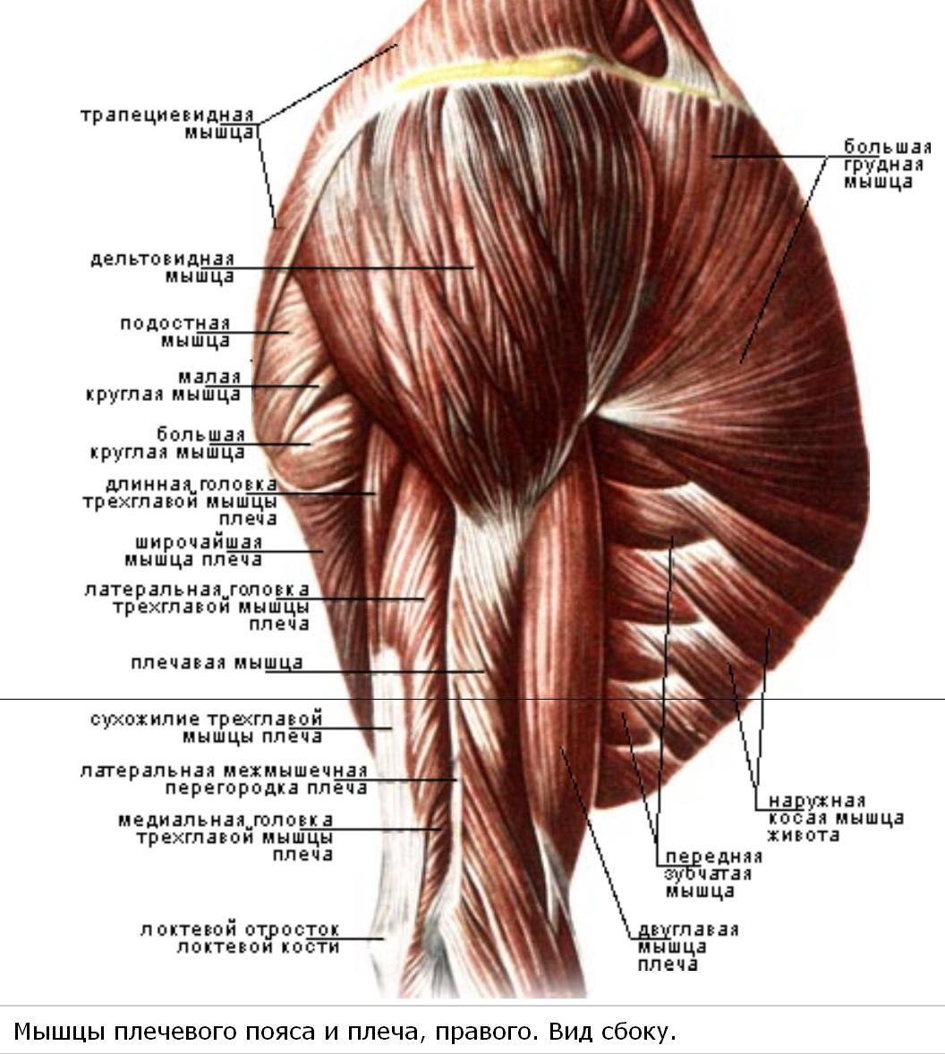 Мышцы плеча задняя группа анатомия