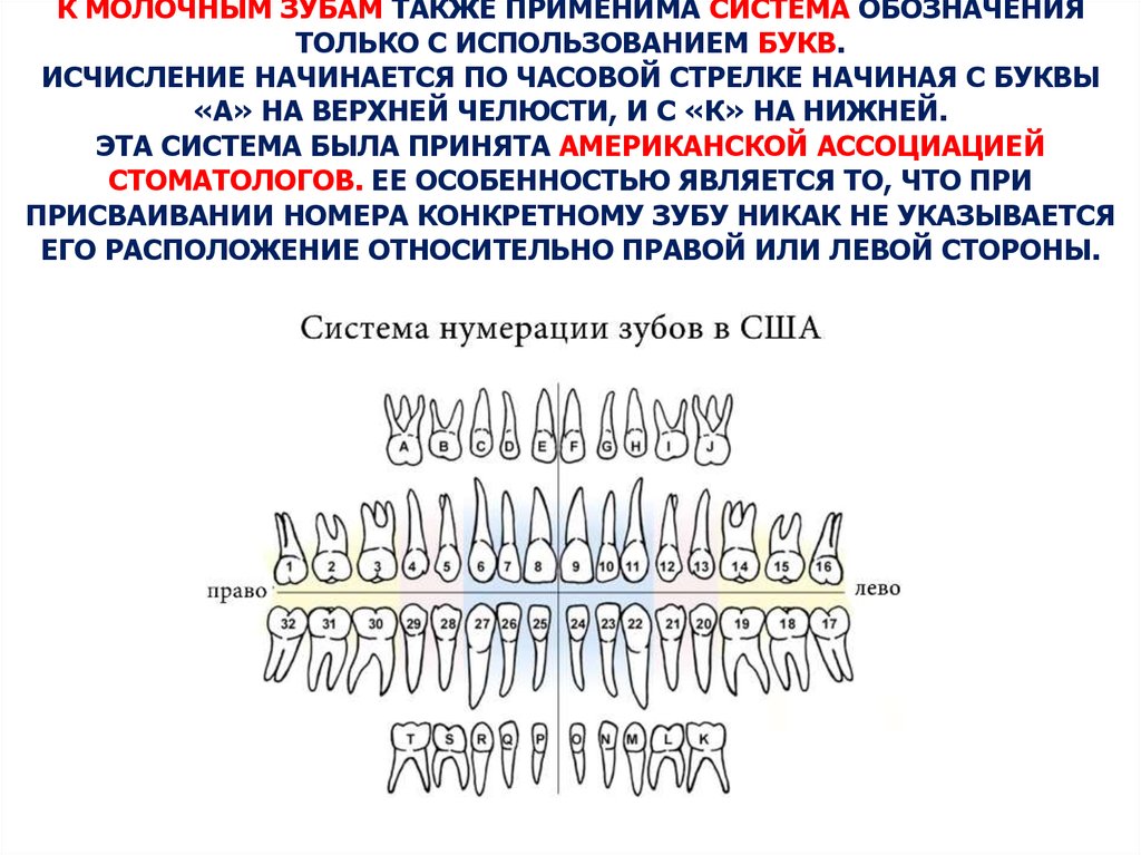 Зубная формула фото