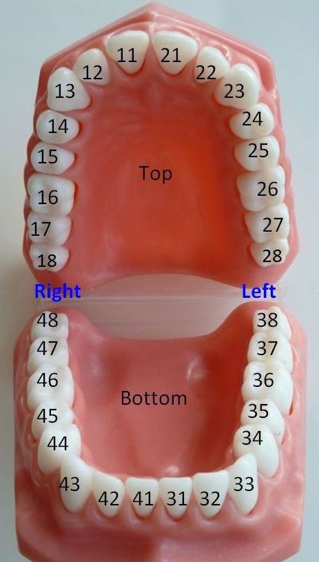 Зубы картинка с номерами