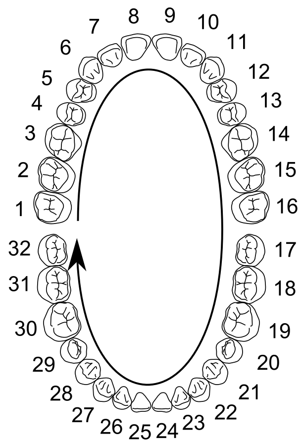 Зубы по номерам в стоматологии у взрослых фото схема