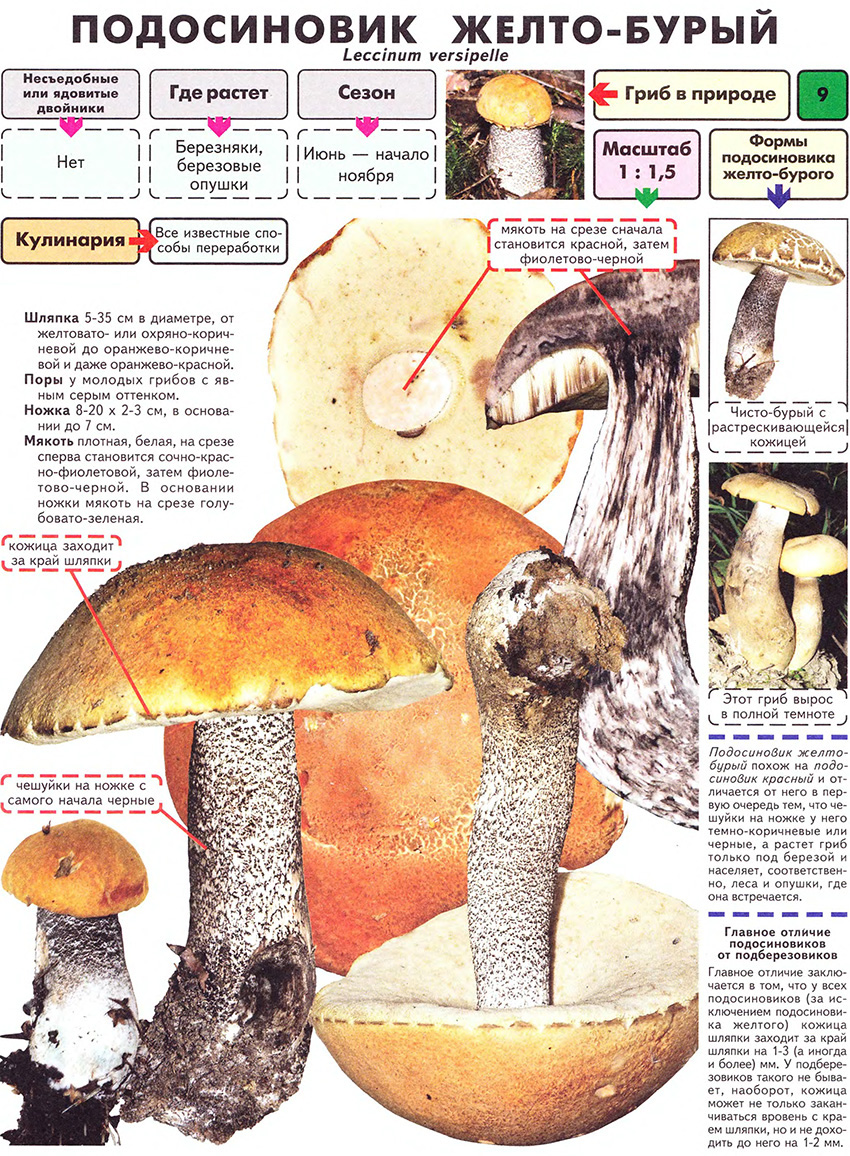 Подосиновик гриб описание