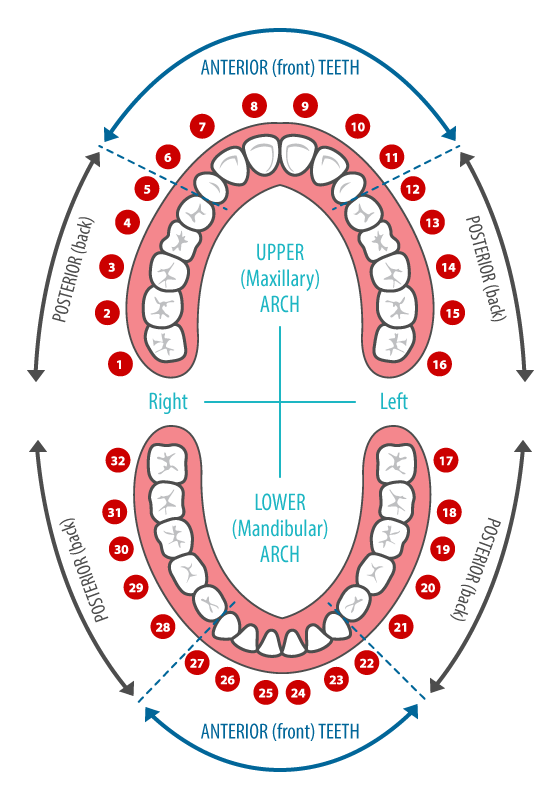 Как узнать какой зуб. Номера зубов. Стоматологические номера зубов. Нумерация зубов в стоматологии. Нумеровка зубов в стоматологии.