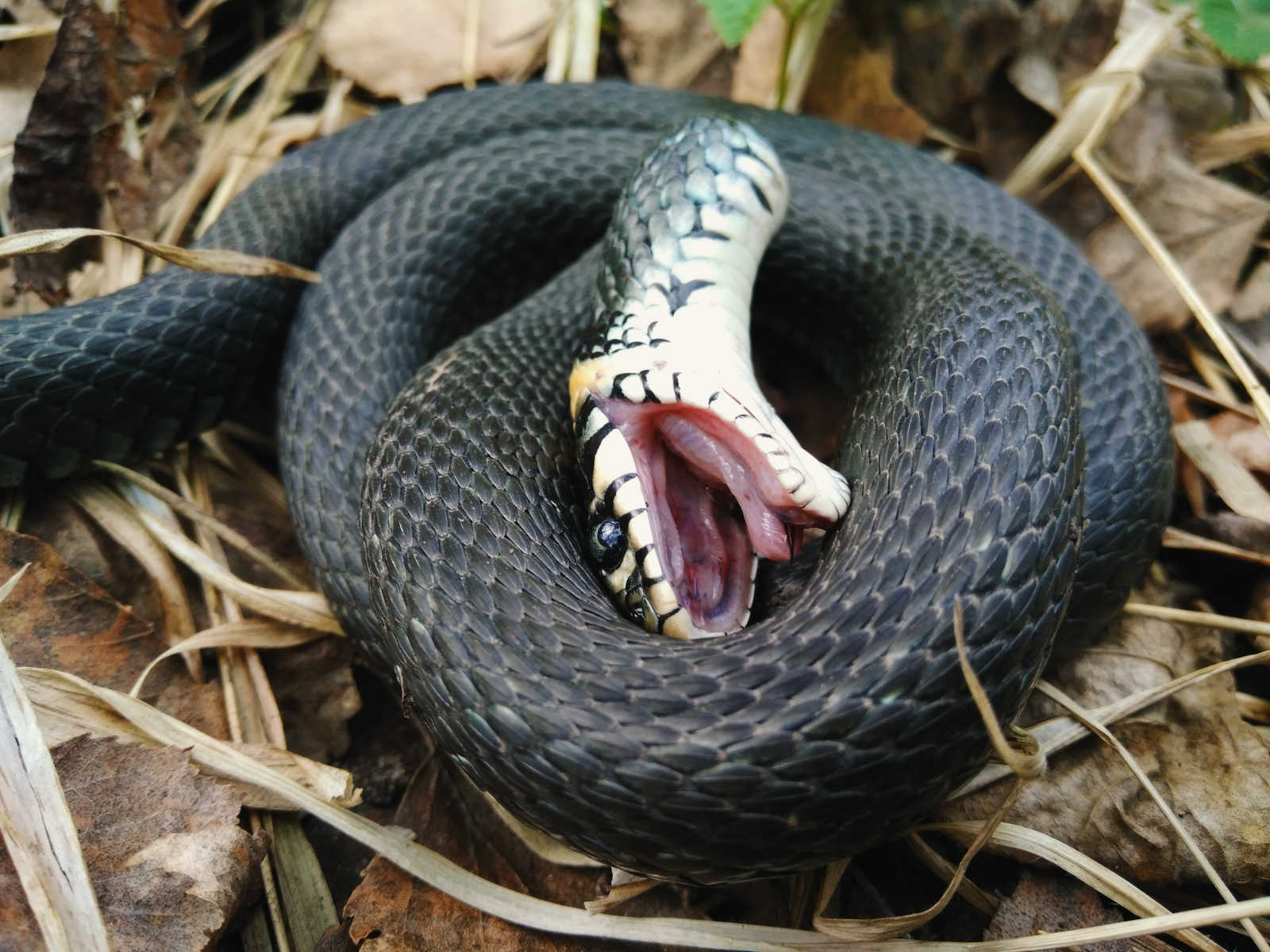 Покажи змею. Обыкновенная гадюка меланист. Индийская Болотная гадюка. Обыкновенный уж Natrix Natrix. Уж обыкновенный - змея неядовитая.