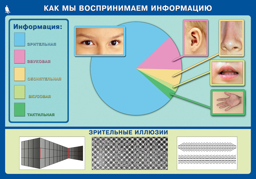 Диаграмма восприятия информации человеком