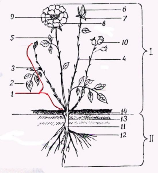 Части растения схема