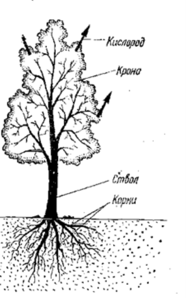 Корни деревьев схема