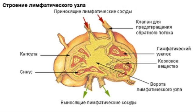 Расположение лимфоузлов на лице человека фото