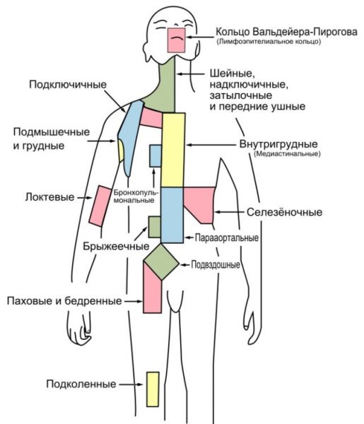 Где проходят лимфоузлы на теле человека фото