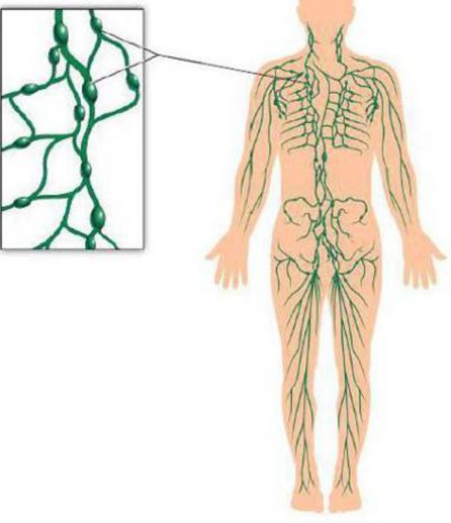 Лимфатические узлы на теле человека фото
