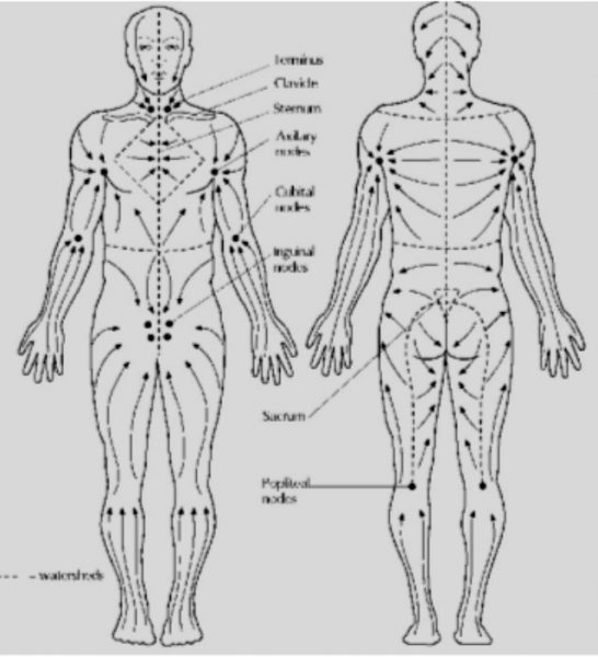 Массаж лимфоузлов на теле человека в картинках