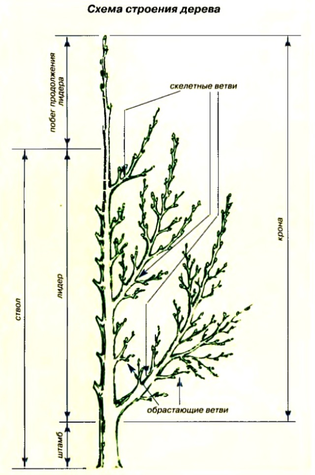Строение ветки дерева. Строение куста сирени схема. Скелетные ветви. Строение ветви дерева. Скелетные ветви деревьев это.