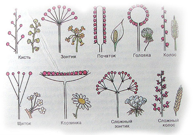 Головка простое или сложное. Соцветие головка биология. Кисть биология соцветие. Соцветия 6 класс биология. Соцветия 6 класс биология зонтик.