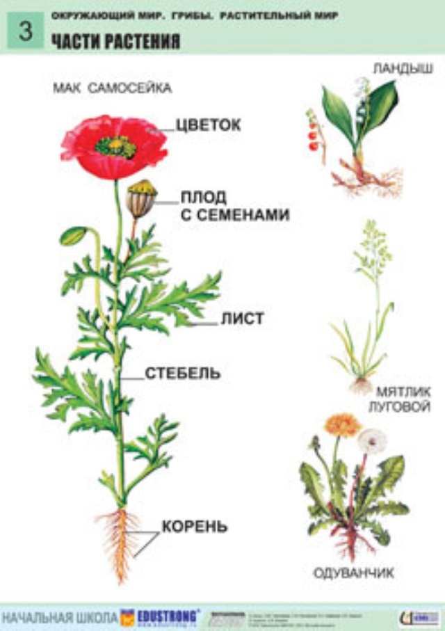 Растение разбор. Мак строение растения. Строение цветка мака. Мак строение цветка схема. Строение цветкового растения Мак.
