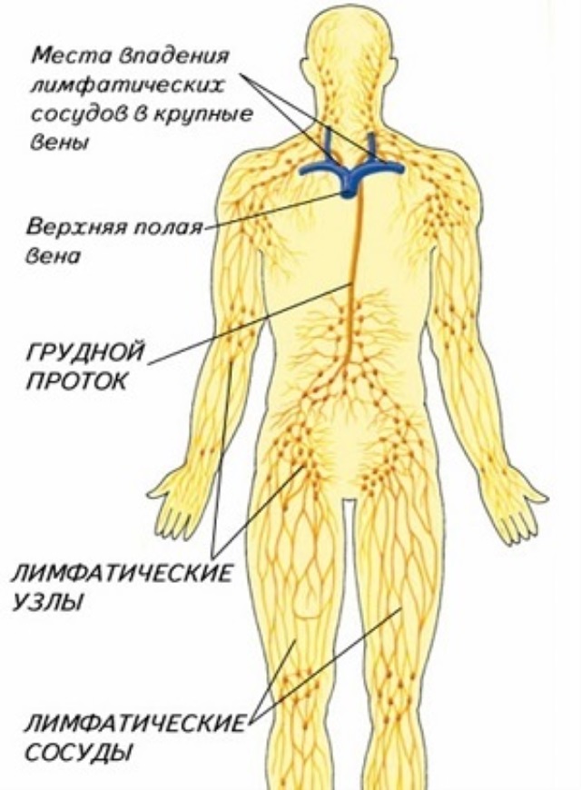 Расположение лимфоузлов на лице человека фото