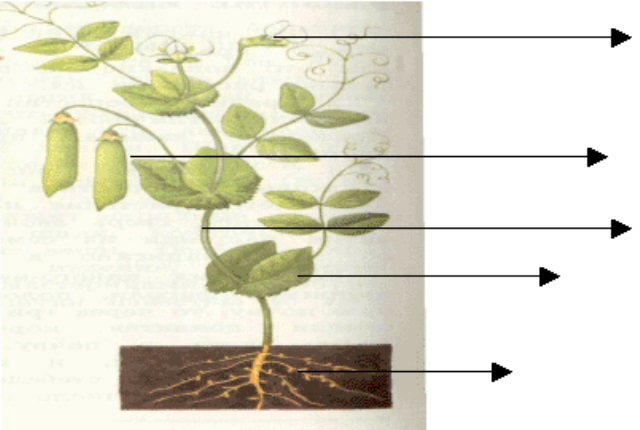 Части растения гороха схема