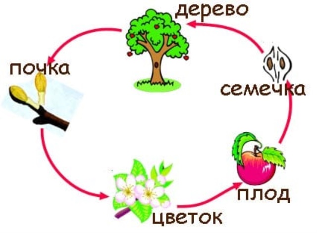 Развитие яблони. Цикл жизни яблони. Жизненный цикл яблони схема. Цикл развития яблони схема. Строение дерева для детей.